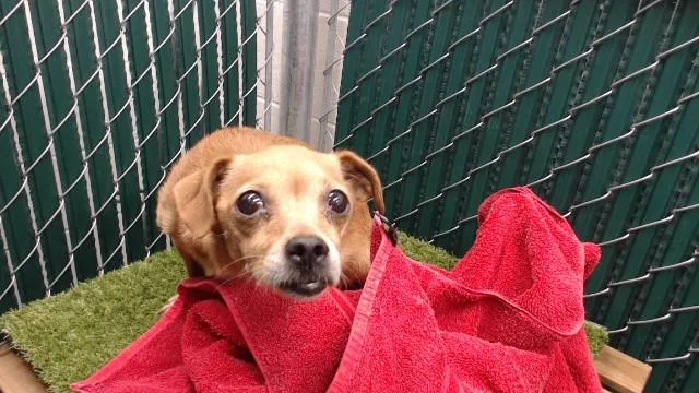 A young medium-sized female Chihuahua dog named Johana for adoption in Downey, CA