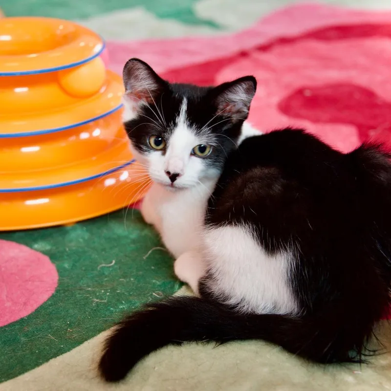 A baby small-sized male Black Domestic Short Hair cat named Bramble for adoption in Forest Park, IL