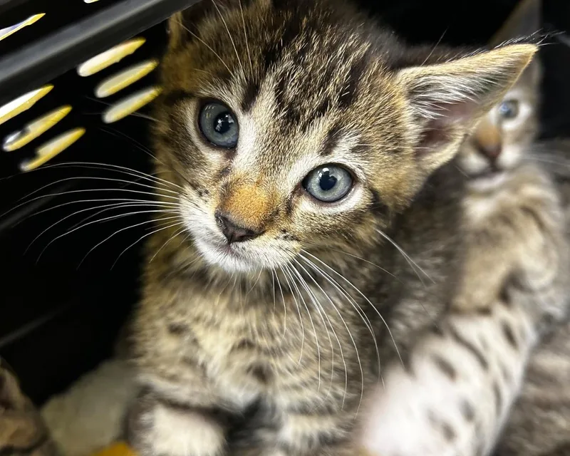 A baby small-sized male Tabby (Brown / Chocolate) Domestic Short Hair cat named Sully for adoption in Raleigh, NC