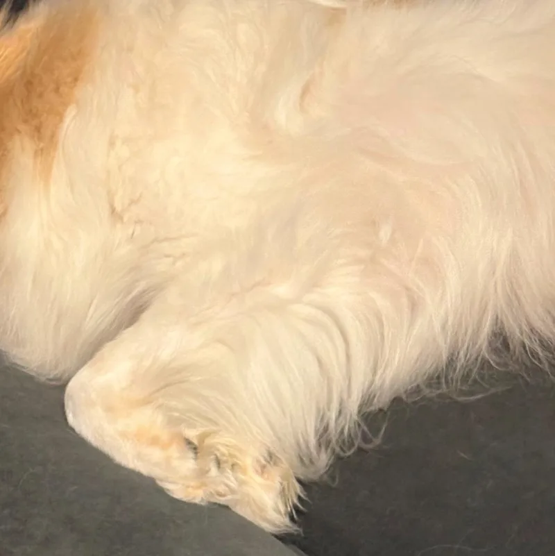 Yuri  St. Louis thumbnail 2