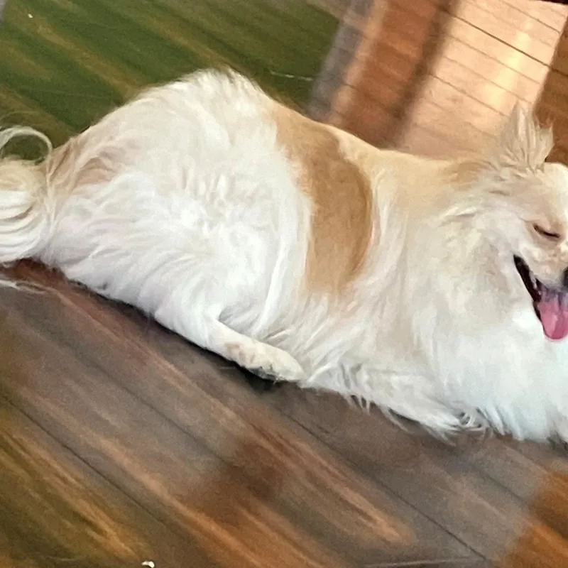 Yuri  St. Louis thumbnail 3