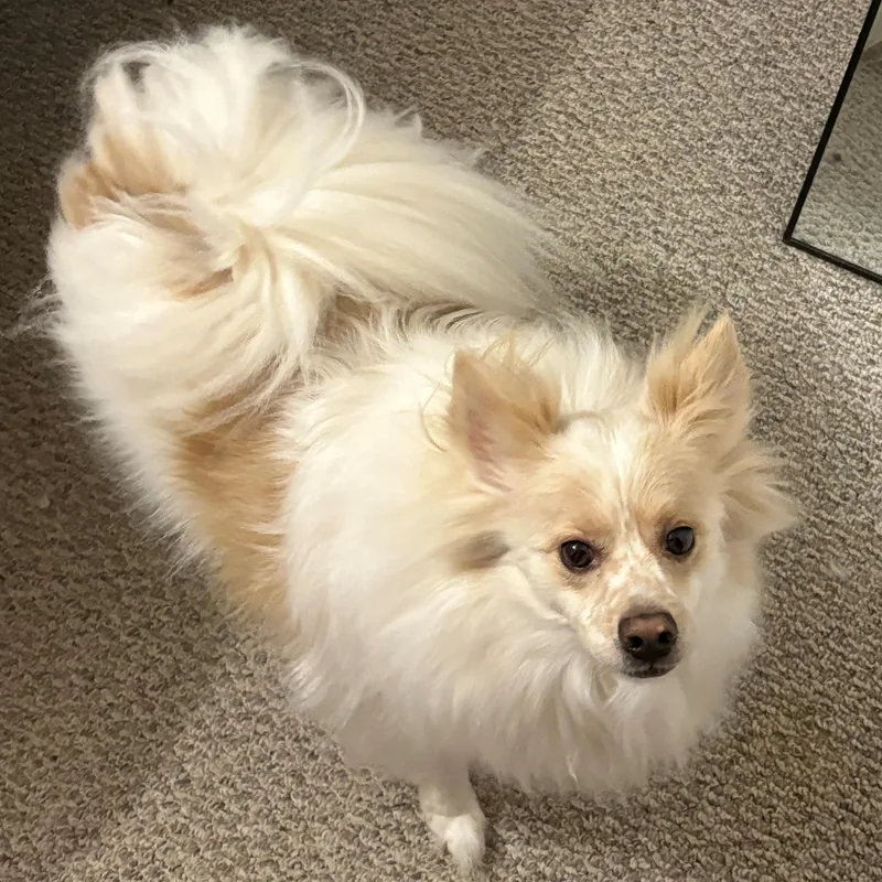 Yuri  St. Louis thumbnail 4