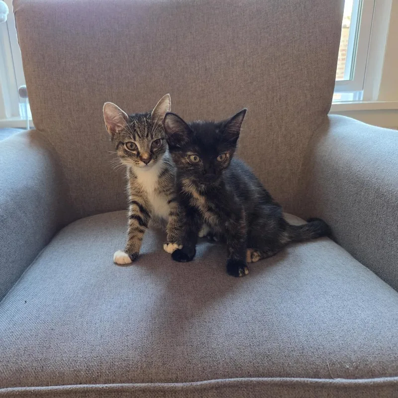 A baby small-sized female Brown / Chocolate Domestic Short Hair cat named Port for adoption in Evanston, IL