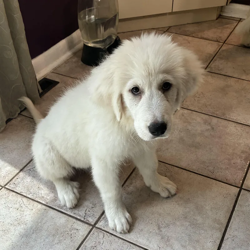 A baby extra large-sized female Great Pyrenees dog named LuLu for adoption in Ellicott City, MD