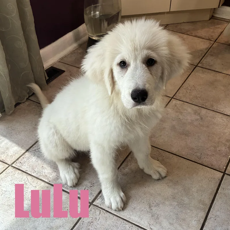 LuLu thumbnail 2