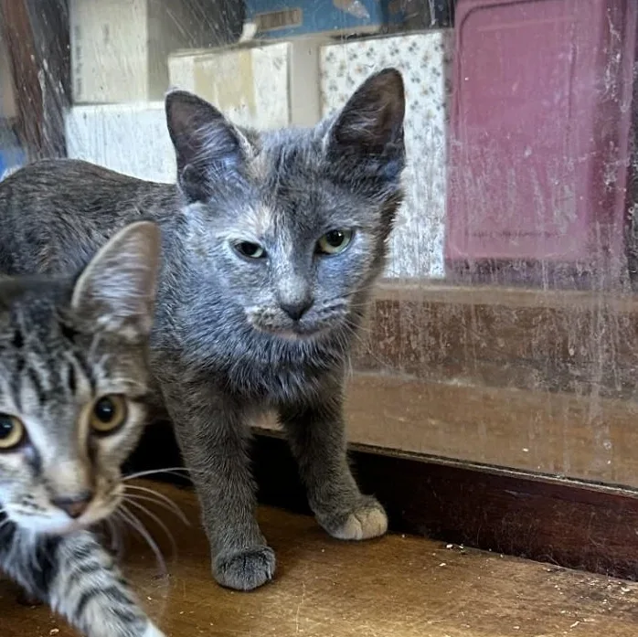 A baby medium-sized female Dilute Calico Domestic Short Hair cat named Delilah for adoption in Springdale, AR
