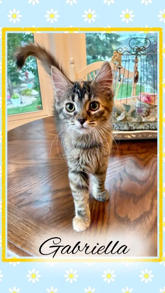 A baby small-sized female Domestic Medium Hair cat named Gabriella for adoption in Ogden, UT
