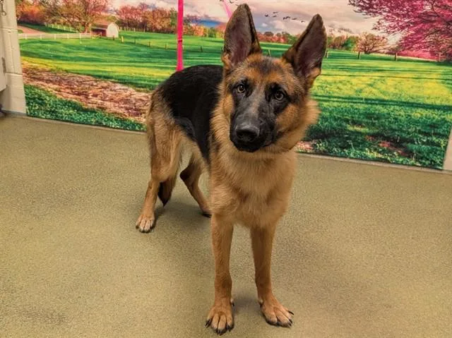 A young medium-sized female German Shepherd Dog dog named SAVE ME PLEASE Amber for adoption in San Marcos, CA