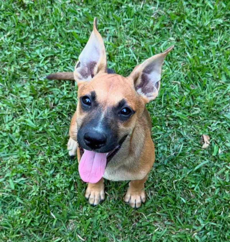A baby medium-sized female Mixed Breed dog named Magpie HERE IN NH for adoption in Northwood, NH