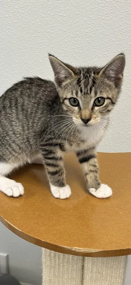 A baby small-sized female Domestic Short Hair cat named Butter Bean for adoption in Venice, FL
