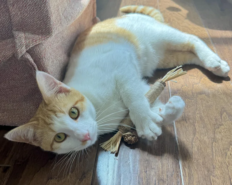 A baby medium-sized male Domestic Short Hair cat named Mcfly for adoption in Houston, TX