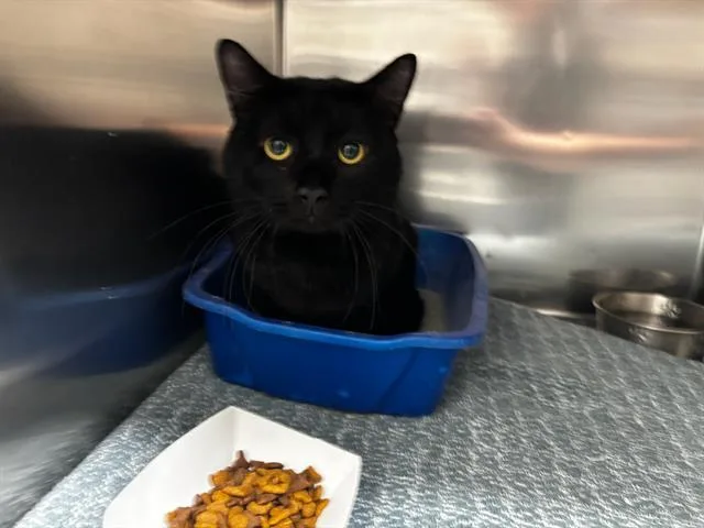 A young large-sized male Domestic Short Hair cat named Bear for adoption in Appling, GA