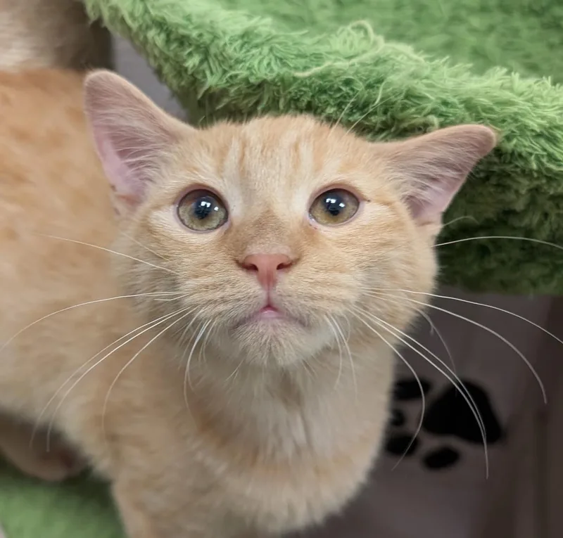 A baby medium-sized male Tabby (Orange / Red) Domestic Short Hair cat named Cuddles for adoption in Smithfield, NC