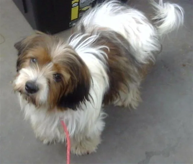 A young medium-sized male Mixed Breed dog named Benji for adoption in Dallas, TX