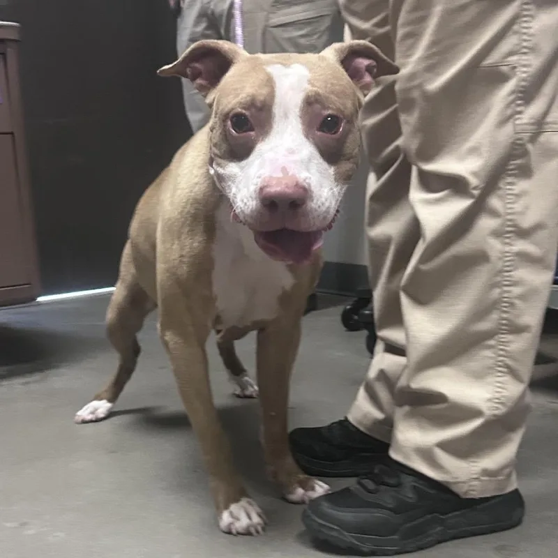 An adult medium-sized female White / Cream Pit Bull Terrier dog named Sugar for adoption in Yuma, AZ