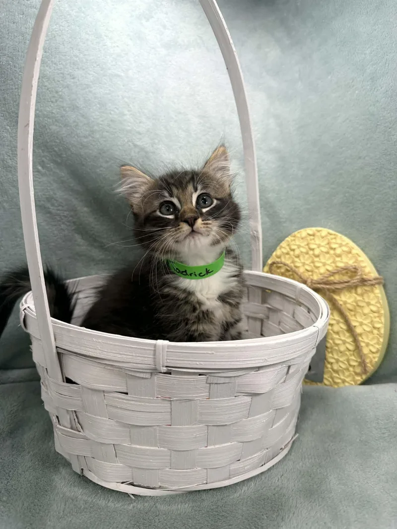 A baby medium-sized male Domestic Medium Hair cat named Tadrick for adoption in Tavares, FL