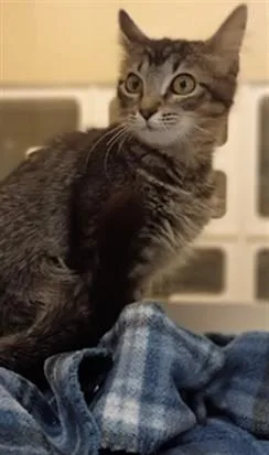 A baby small-sized female Domestic Short Hair cat named Jack for adoption in Texas City, TX