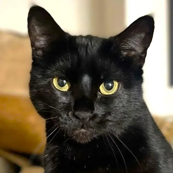An adult medium-sized female Black Bombay cat named Stunning Stella for adoption in Danbury, CT