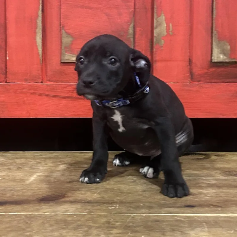 A baby small-sized female Black Mixed Breed dog named Fwt Laverne for adoption in Midland, TX
