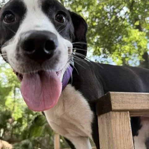 An adult medium-sized female Black Mixed Breed dog named Moonshine for adoption in Charleston, SC