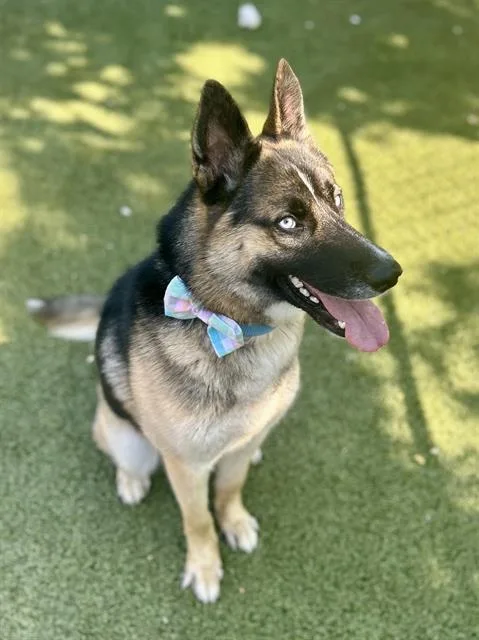 A young large-sized male German Shepherd Dog dog named Kaiser for adoption in Newton, NC