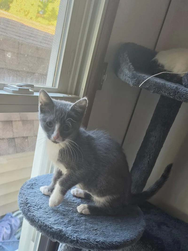 A baby medium-sized female Gray / Blue / Silver Domestic Short Hair cat named Neilah for adoption in York, PA