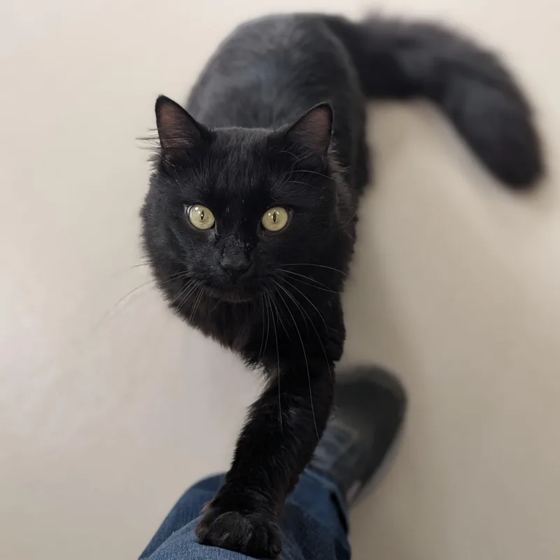 Odin