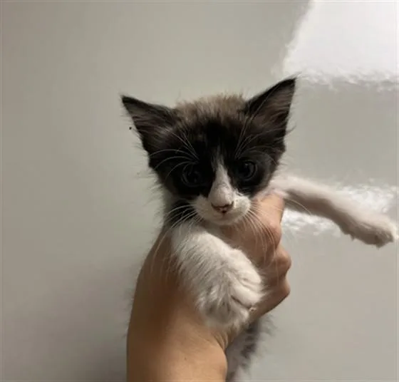 A baby small-sized female Snowshoe cat named Padme for adoption in Ontario, CA