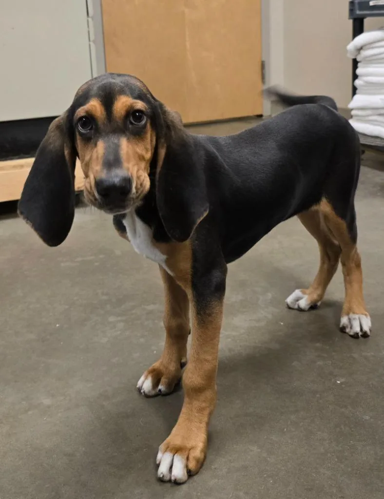 A baby large-sized male Treeing Walker Coonhound dog named Gibbs for adoption in Murphysboro, IL