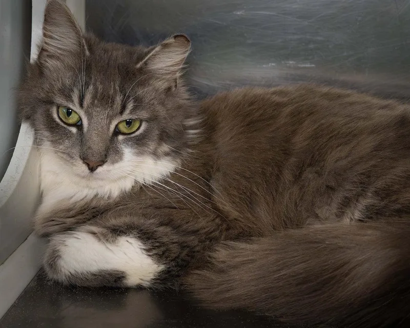 A young medium-sized male Domestic Long Hair cat named Gus for adoption in Wilmington, NC