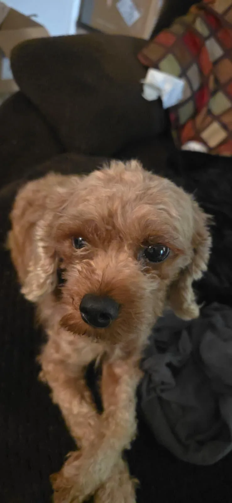 Meeko thumbnail 3