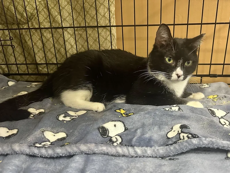An adult medium-sized female Black & White / Tuxedo Domestic Short Hair cat named Pepper for adoption in Pleasantville, NJ