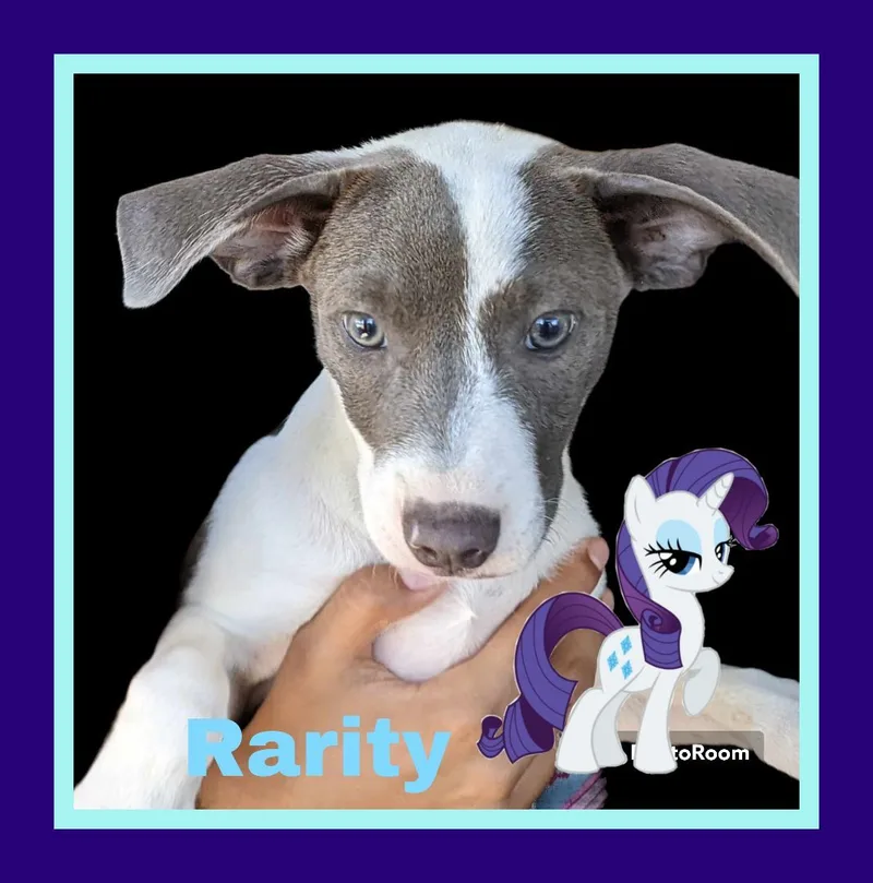 Rarity thumbnail 5