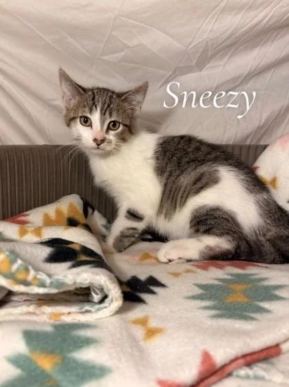 An adult small-sized male Domestic Short Hair cat named Sneezy for adoption in St. Anne, IL