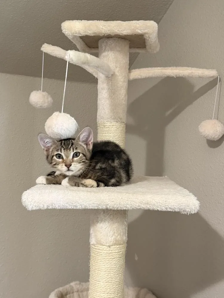 A baby small-sized male Domestic Short Hair cat named Biscotti for adoption in Bellingham, WA