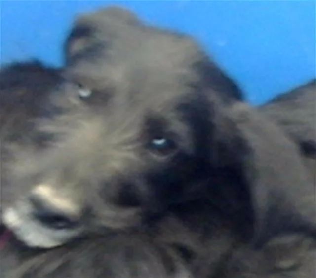 A baby large-sized female Mixed Breed dog named Evee for adoption in Dallas, TX