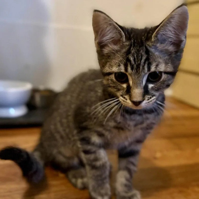 A baby medium-sized male Domestic Short Hair cat named Ravi for adoption in Candler, NC
