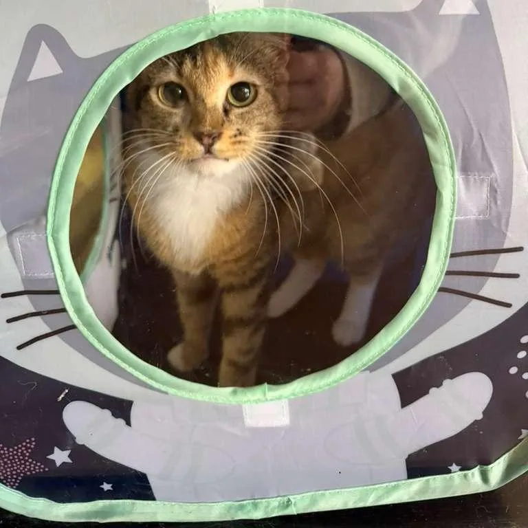 An adult medium-sized female Orange / Red Domestic Short Hair cat named Razzle for adoption in Gadsden, AL