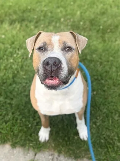 An adult medium-sized male Mixed Breed dog named Zane for adoption in Fallston, MD
