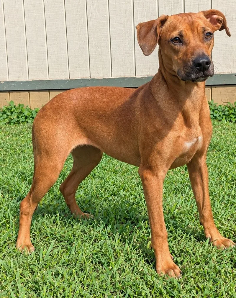 A young medium-sized female Golden Coonhound dog named Maple for adoption in Jackson, GA