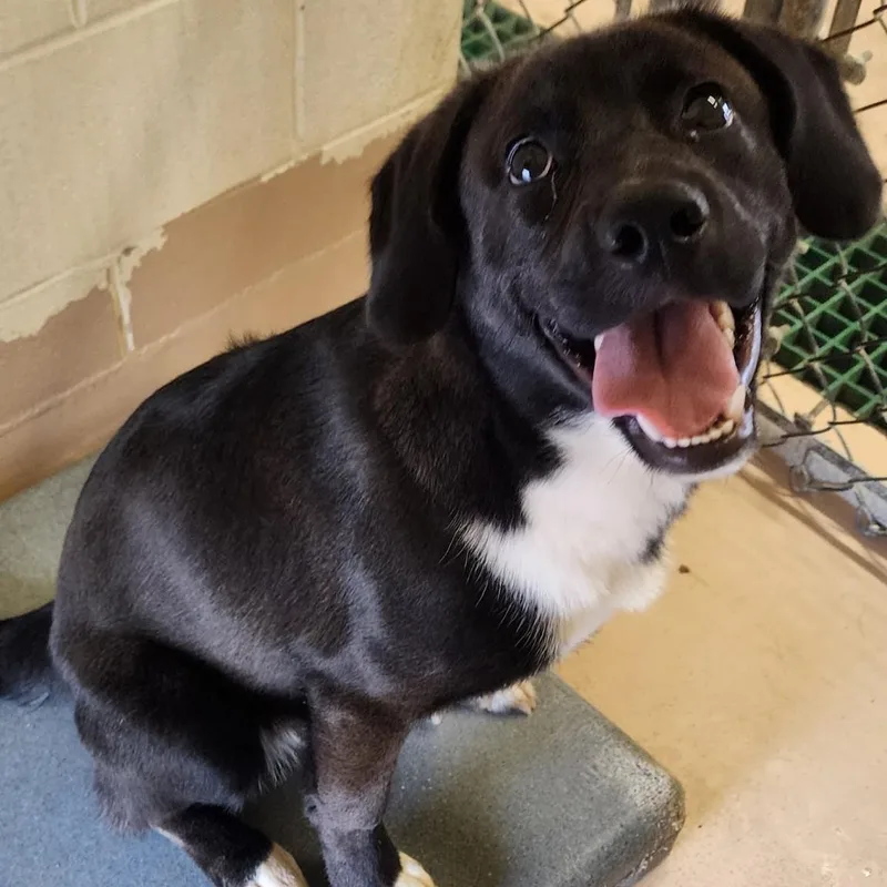 A young small-sized male Black Labrador Retriever dog named Tj for adoption in Danville, VA
