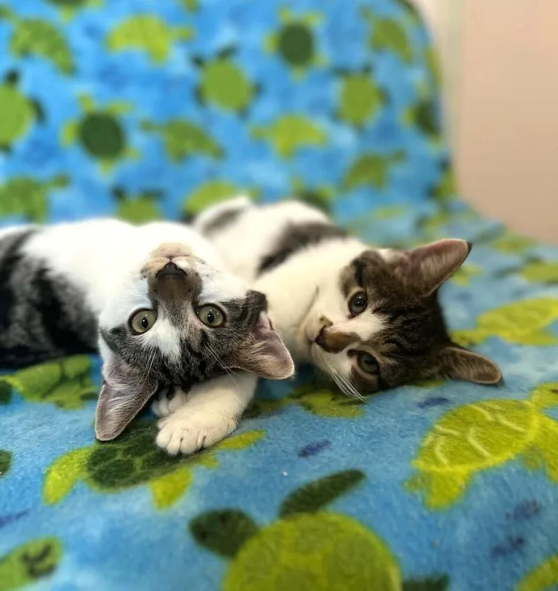 A baby medium-sized male Domestic Short Hair cat named Humpty Dumpty for adoption in Elmsford, NY