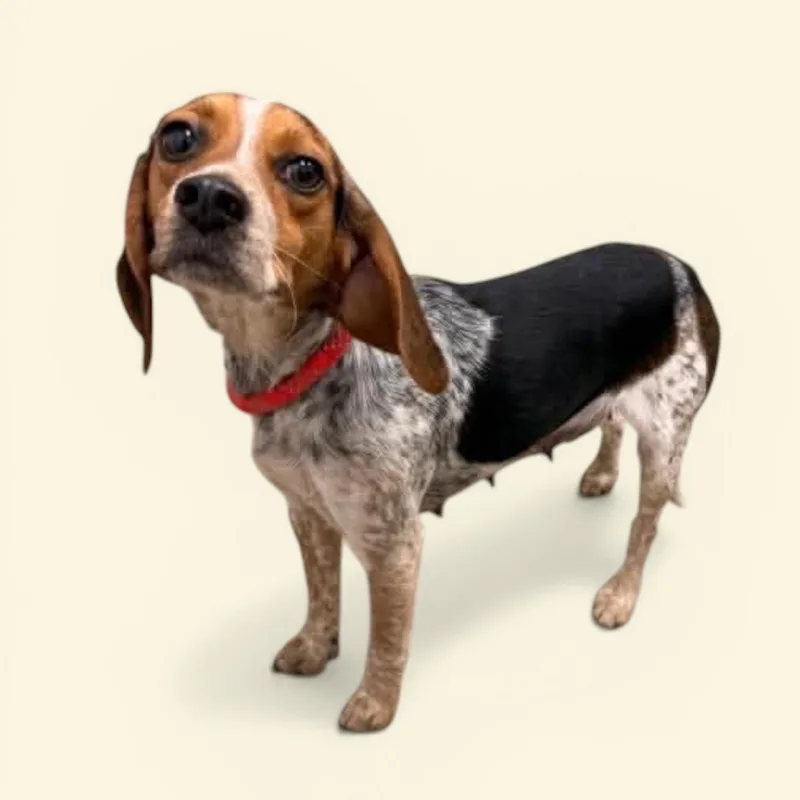 A young small-sized female Tricolor (Brown, Black, & White) Beagle dog named Millie for adoption in Elyria, OH