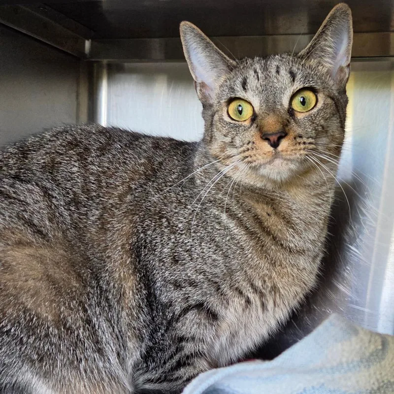 An adult large-sized female Brown / Chocolate Domestic Short Hair cat named Bo Berry for adoption in Asheville, NC