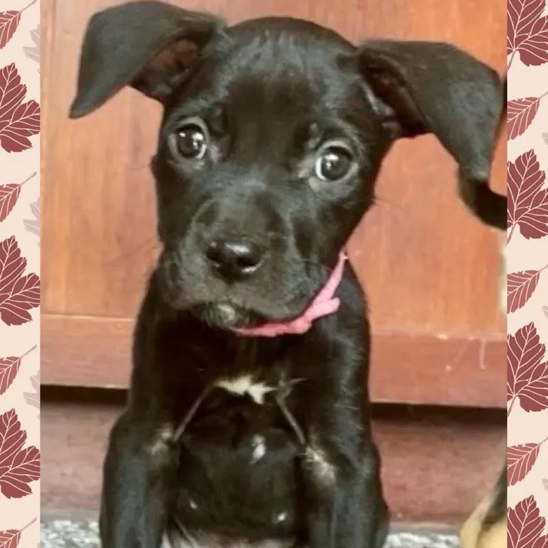 A baby small-sized female Black Pit Bull Terrier dog named Pumpkin for adoption in Northbrook, IL