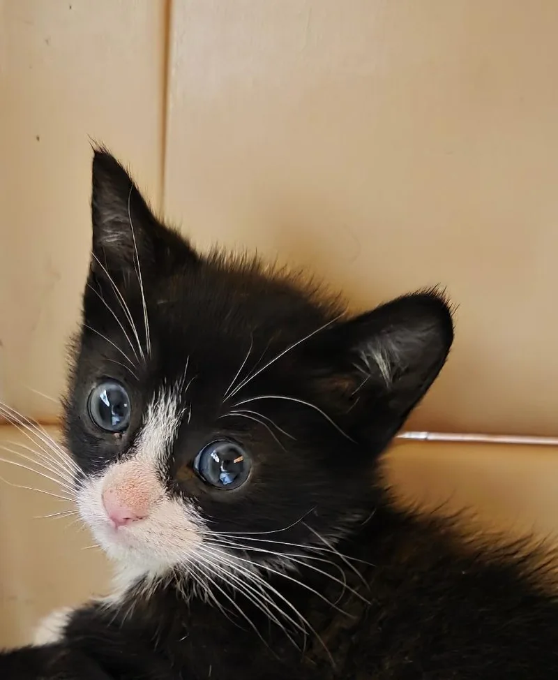 A baby small-sized male Domestic Short Hair cat named Manny for adoption in Ewing, NJ