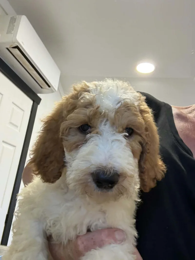 Nugget