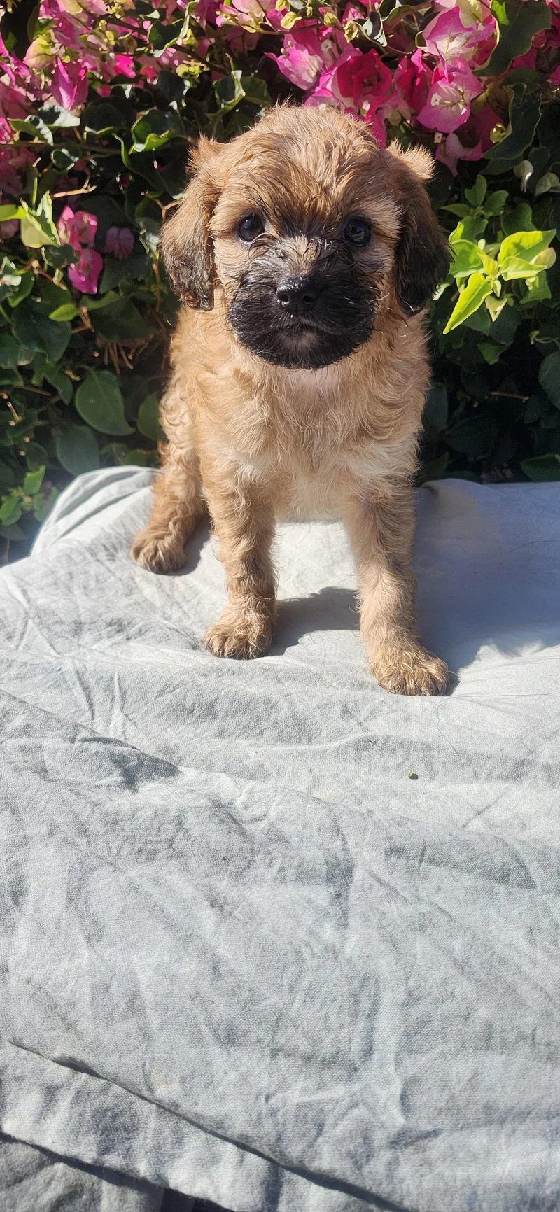 A baby small-sized male Apricot / Beige Goldendoodle dog named Emu for adoption in Torrance, CA