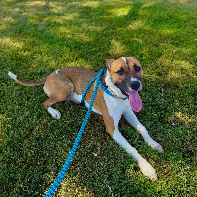 A baby medium-sized female American Staffordshire Terrier dog named Bella for adoption in Detroit, MI