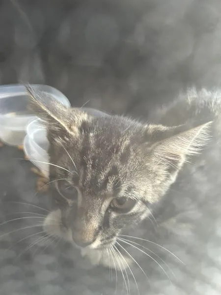 A baby small-sized male Domestic Short Hair cat named Yamaha for adoption in Virginia Beach, VA
